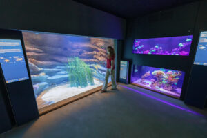 Foto Meeresmuseum Stralsund, Lebensraum Great Barrier Reef und Tasmanische See (Foto: Anke